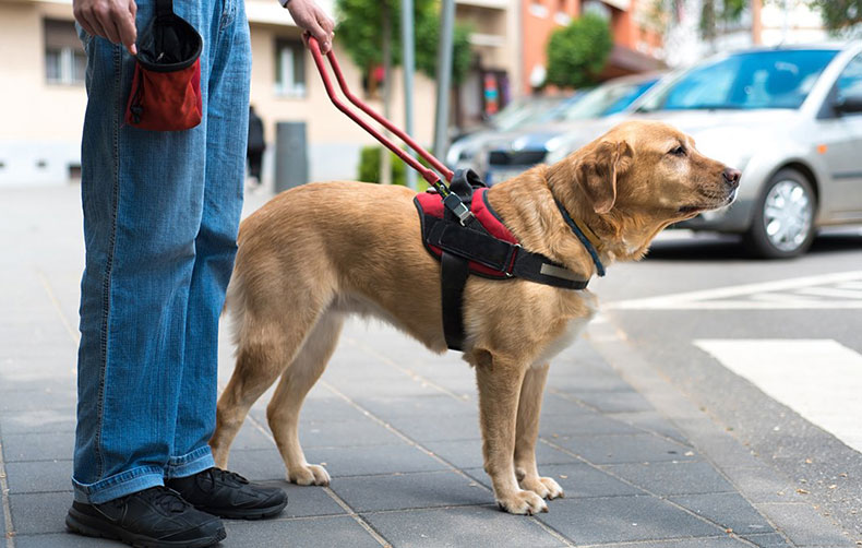 Νέο σεμινάριο Dog Therapy για θεραπευτές όλων των ειδικοτήτων